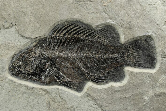 Fossil Fish (Priscacara) - Beautiful Preservation #233886